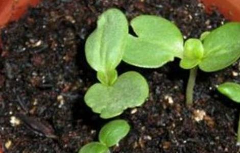 百日草徒长怎么办 百日草出苗后不怎么长