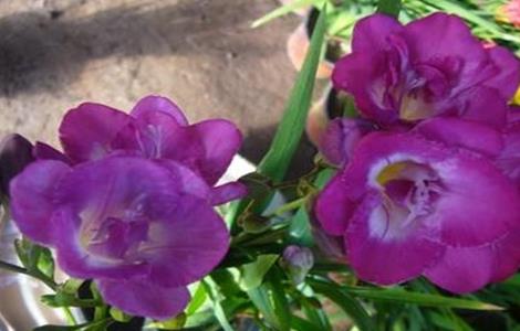 香雪兰的养殖方法和注意事项 什么花一年四季开花又最好养