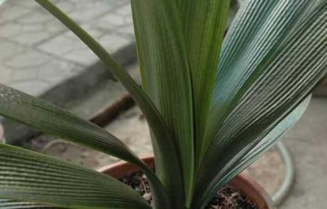 君子兰不开花是什么原因 君子兰施什么肥最好