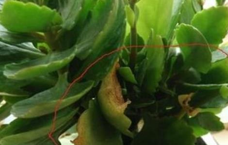 长寿花叶子变软怎么回事 长寿花叶有点变软怎么回事
