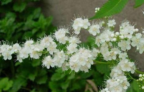 珍珠梅怎么不开花（珍珠梅怎么不开花不结果）