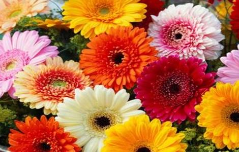 非洲菊的种植方法和注意事项（非洲菊的种植方法和注意事项图片）