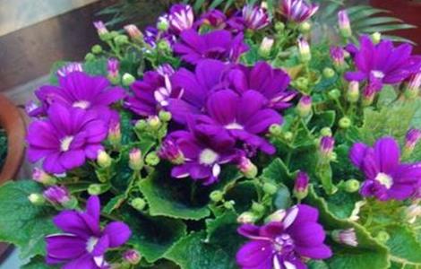 瓜叶菊的养殖方法和注意事项 瓜叶菊的养殖方法和注意事项生日祝福语