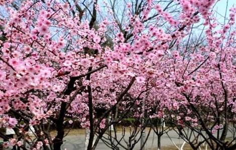 美人梅的养殖方法和注意事项 美人梅的养殖方法和注意事项有哪些