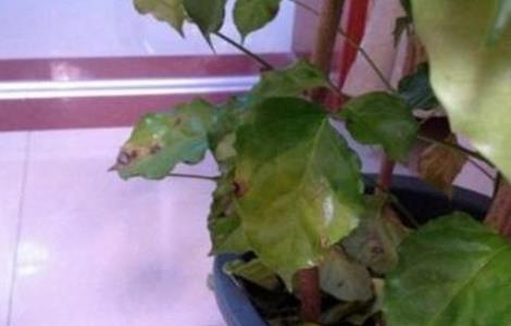 幸福树掉叶子是怎么回事 幸福树干枯掉叶子怎么挽救