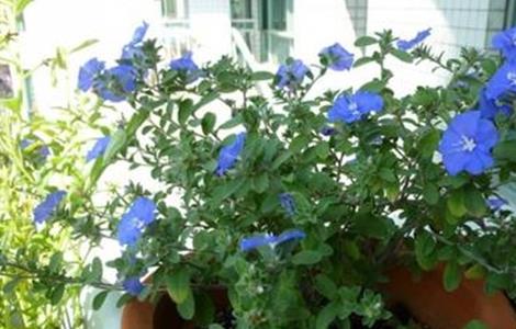 蓝星花的养殖方法和注意事项 蓝星花的花语