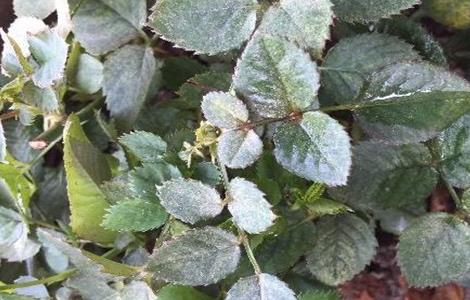 玫瑰花叶子干枯是什么原因 玫瑰花叶子干枯是什么原因引起的