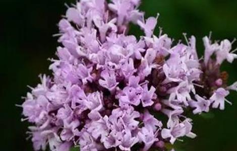 百里香的养殖方法和注意事项 九里香的养殖方法和注意事项