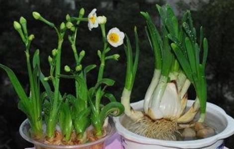 水仙花烂根怎么处理 水仙花烂根处理好后需要多久才发根芽?
