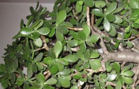 燕子掌掉叶子是什么原因（燕子掌落叶怎么回事）