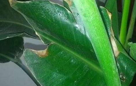 鹤望兰叶子开裂怎么回事（鹤望兰叶子开裂是怎么回事）