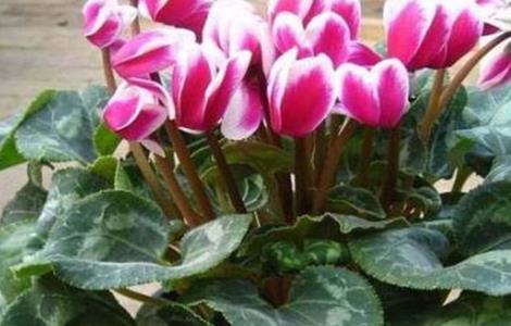 仙客来黄叶是什么原因 请问仙客来黄叶是什么原因