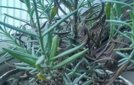 薰衣草叶子干枯怎么办（薰衣草叶子干枯怎么办小妙招）