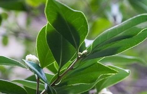 茶花不长叶子怎么办 茶花不长叶子怎么办呢