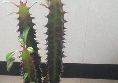 怎样区分龙骨和三棱箭，是一样吗（龙骨是三棱还是四棱）