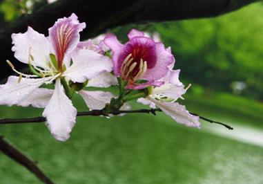 紫荆花会结果吗，紫荆花的介绍 紫荆花花期长吗