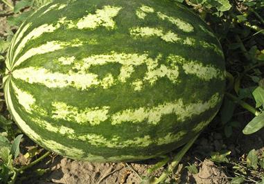 西瓜什么时候种植最好，怎么种植（西瓜什么时候种植最好,怎么种植视频）