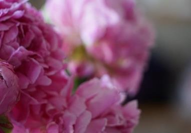 芍药花的养殖方法和注意事项（芍药花的养殖方法和注意事项水养）