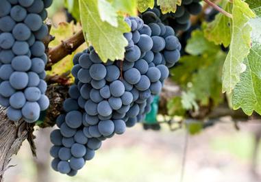 买葡萄苗几年的最好，怎么栽种 买葡萄苗几年的最好,怎么栽种呢