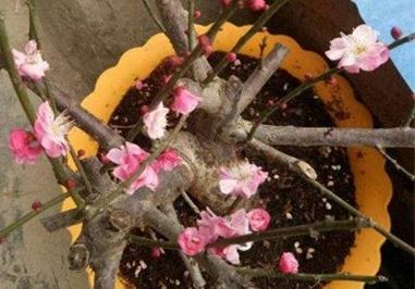 梅花施肥方法,用什么肥好 梅花应该施什么肥