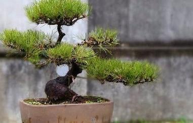 黑松盆景的养护方法（五针松盆景的养护方法）