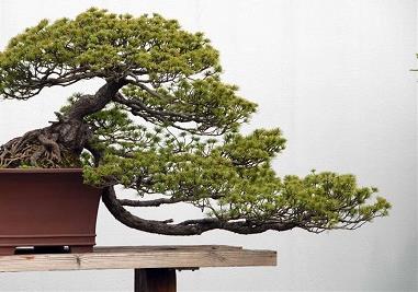 松树盆景怎么制作 松树盆景如何造型