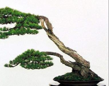 松树盆景怎么养护 松树盆景养护与管理