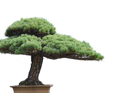 松树盆景的风水作用 盆景松树家里风水摆放