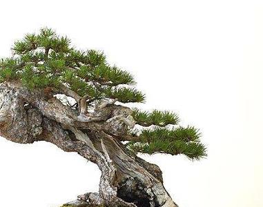 松树盆景的常见种类（松树盆景的常见种类有）