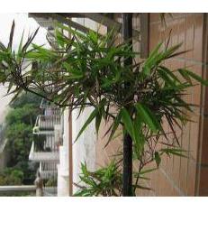 怎么制作紫竹盆景(怎么制作紫竹盆景视频)