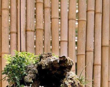 盆景放苔藓怎么浇水(盆景放苔藓怎么浇水呢)