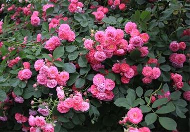 临沂适合养什么花，市花和市树是什么