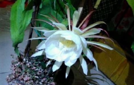 怎么让昙花白天开花（怎样让昙花白天开花）