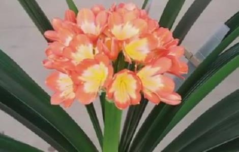 怎样防止君子兰夹箭，夹箭怎么办 君子兰夹箭正确处理方法