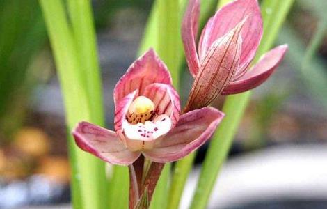 兰花开花后花茎怎么剪 兰花开花后花茎怎么剪好