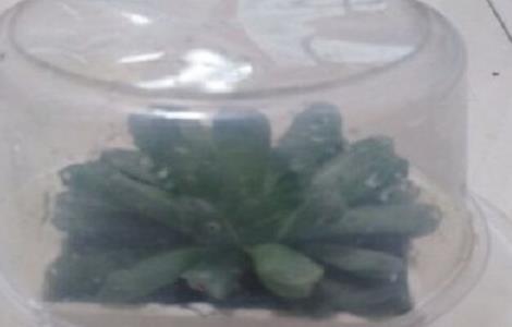 多肉万象需要闷养么（多肉闷养怎么养）