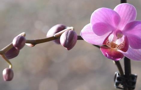 蝴蝶兰盆栽好养吗（蝴蝶兰盆栽好养吗）