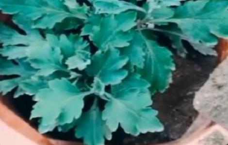 刚买来的菊花怎样换盆（小菊花怎么换盆）