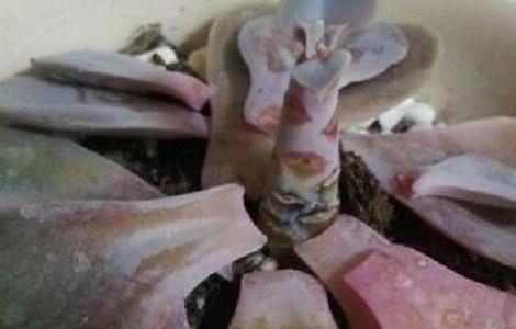 紫珍珠黑腐怎么办（紫珍珠黑腐掉叶子怎么办）