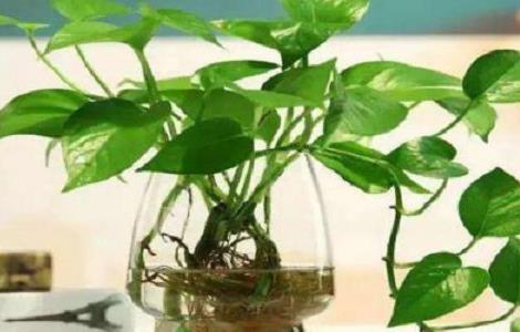 土养绿萝怎样变水养(土养绿萝怎样变水养植)