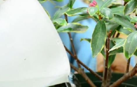 如何延长金边瑞香的花期（金边瑞香的花能开多久）