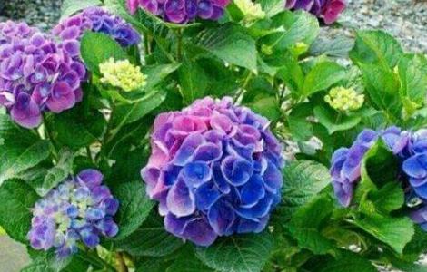 怎么在阳台或庭院养绣球花（绣球花种阳台）