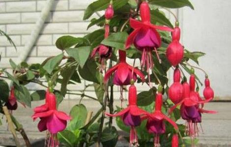 倒挂金钟的繁殖方法（倒挂金钟的繁殖方法有哪些）