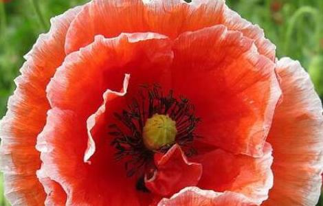 虞美人养殖方法和注意事项 虞美人盆栽的养殖方法