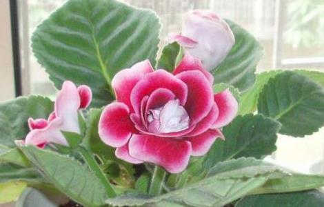 大岩桐的种球在冬季可以切开繁殖吗(大岩桐的种球繁殖方法)