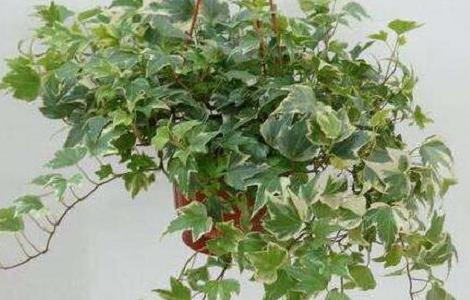 常春藤怎么浇水,常春藤多久浇一次水