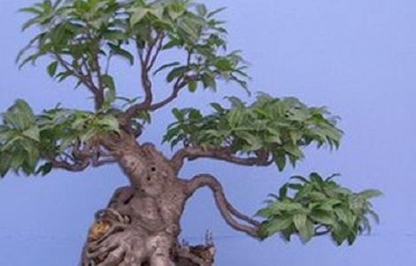 珍珠梅盆景养护方法 珍珠梅盆景养护方法图片