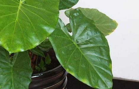 滴水观音北方冬季能过冬吗（滴水观音怎么过冬天）