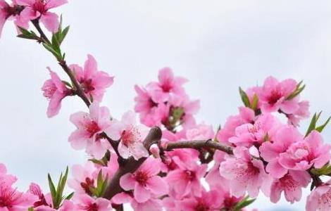 盆栽桃花的修剪方法 盆栽桃花如何修剪