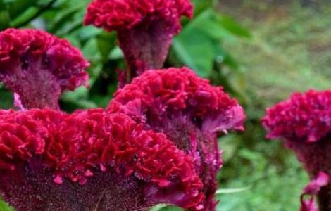 鸡冠花四季的浇水方法 鸡冠花四季的浇水方法图片